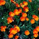 California poppies - Click for more photos